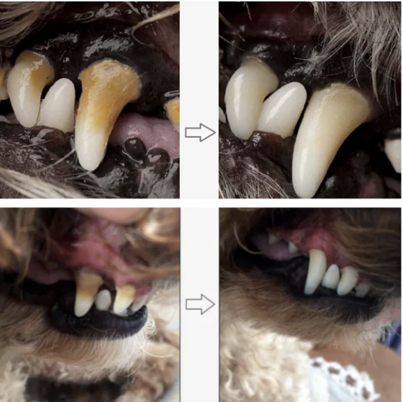 Removedor de Tártaro para Pets