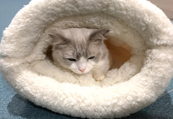 Saco de Dormir para Gatos