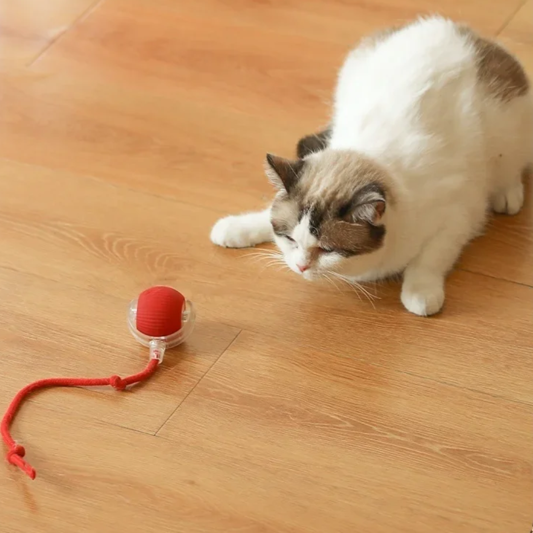 Bola Interativa Automática para Pets